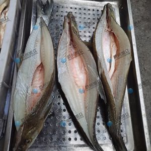 旭眾二枚開片殺魚機，翹嘴魚開背切片